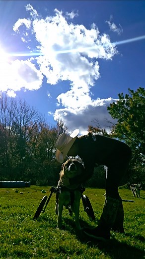 At Woody's Place Senior German Shepherd Sanctuary, we believe that every little bit counts—especially when it comes to the well-being of our beloved residents. That’s why we're excited to roll out our Five Dollar Fridays campaign! Imagine if everyone in our community contributed just five bucks; together, we could create a wave of positive change that provides essential care for homeless older German Shepherds. It’s like throwing a pebble into a pond: the ripples may start small, but they can ex