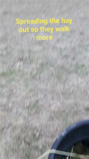 4K views · 50 reactions | If you have to temporarily keep your horses in a small area, walk around and really scatter the hay so they get more steps in. #hay #exercise #heartofpheonix #horses | Heart of Phoenix Equine Rescue, INC | Facebook