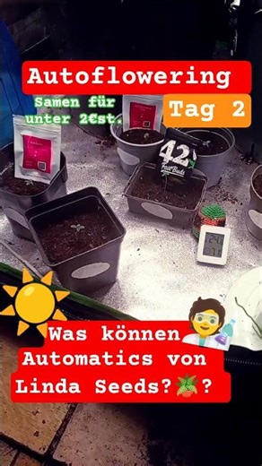 Autoflowering Tag 2 ( Linda seeds)