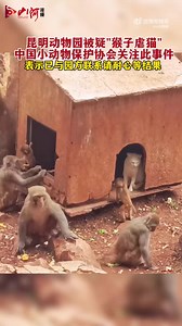 Recently, a #zoo in SW #China's Kunming faced controversy over reports of monkeys abusing #cats. The zoo clarified on Jan 18 that stray cats were introduced to the monkey mountain in 2013 for rodent control, and they've coexisted harmoniously since, with no abuse. #CatsofTwitter #catlover #catsoftiktok #animallover | Shanghai Daily 上海日报