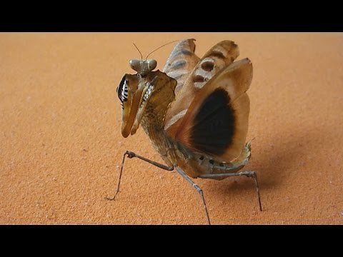 Majestic Giant Dead Leaf Mantis flying and warning (Deroplatys dessicata) [Inferion7]