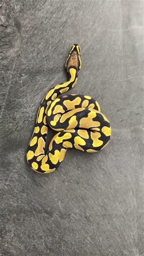 Black and white ball pythons 🐍 #reptiles #ballphyton #morph