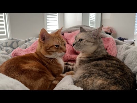 I found my cats snuggling together