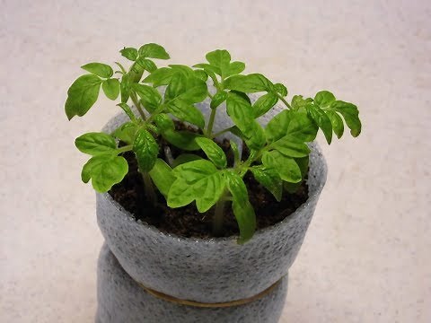 42. Hvordan får man kraftige tomatplanter