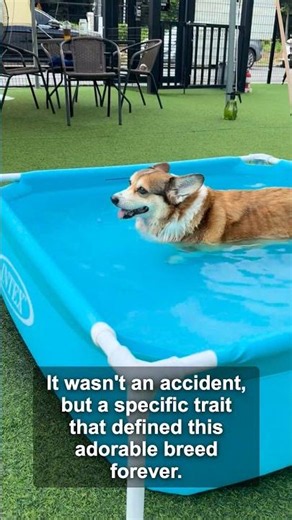 Why are Corgis built like tiny tanks?