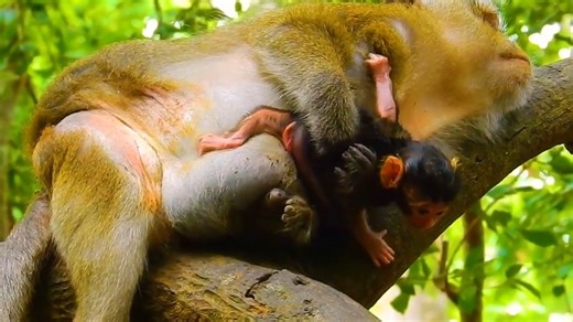 5.8K views · 172 reactions | Sorry Newborn Baby Mother Really Tired While Baby Got Less Care | Monkey Video | Facebook