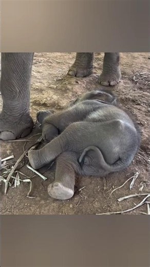 Wait For It: The Cutest Baby Elephant Wake-Up Ever!💖 #babyelephant #cuteanimal #wildlife #shorts