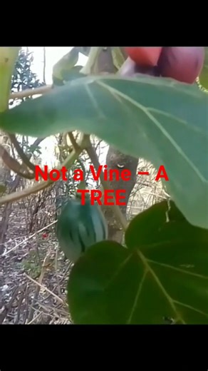 Tomato Plant That Grows Like a Tree..#RareTomato#TomatoTree#UniqueTomatoes#AmazingPlants#FarmingLife