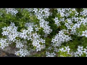 Myoporum parvifolium #flower