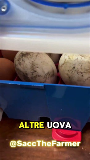 STANNO PER NASCERE TANTISSIMI PULCINI!!