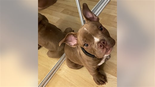 'Buddy' the dog missing after being stolen by 17-time convicted felon neighbor