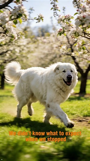 This Place Changed America… 🌲 #history #greatpyrenees #campfiremagic #facts