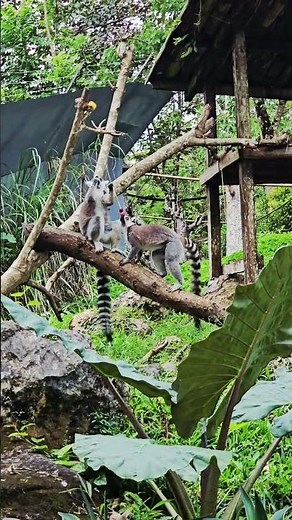 Lemur. Madagascar🩷🥰 How does a lemur eat?
