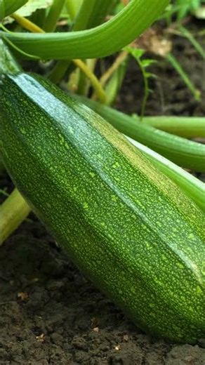 le purin de consoude une pépite pour le potager ! #ecoledejardinage