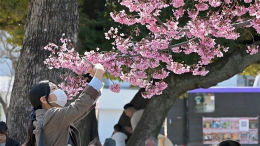 Cherry blossoms draw crowds as they approach full bloom in Tokyo