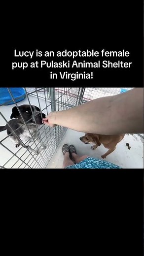 Lucy is a sweet pup available for adoption at Pulaski Animal Shelter in Virginia!