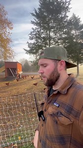 53K views · 780 reactions | Choosing the Right Chicken Feed for Your Backyard Laying Hens. Here’s what you need to know #backyardchickens #chickenfeed #organicpoultryfeed #backyardpoultry #healthychickens #organicfarming #choosingchickenfeed #pastureraised #raisingchickens #organicfeed #homestead #homesteading #farm #farming #regenerativeagriculture #livestockfeed | Tanner Farmstead | Facebook