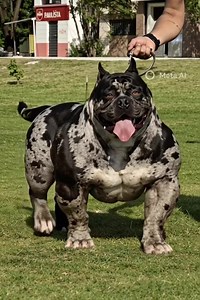 Understanding the American Bully Breed