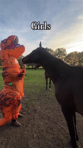 Natalie on Instagram: "What’s the difference between mares and geldings I hear you ask 🥹 #horse #mare #gelding #bombproofhorse"