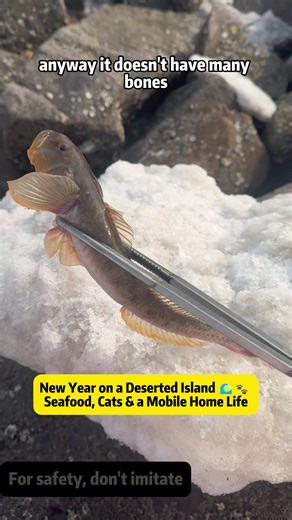 New Year's Celebration on a Deserted Island: Seafood & Cats