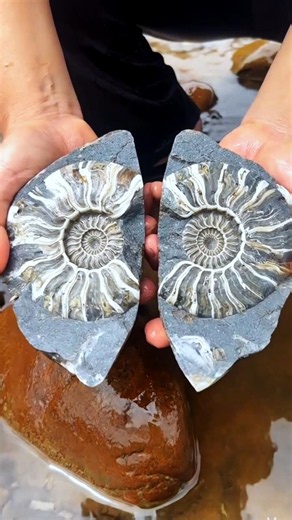 Can You Guess What Ancient Creature Is Hidden Inside This Rock? 🧐 #Ammonite #Fossil