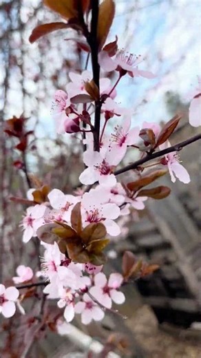 Blooming Plum Tree in Spring 🌸