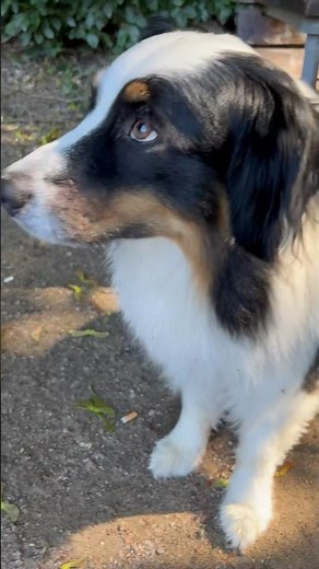 Die Belohnung #hund #belohnung #blogger #hundeliebe