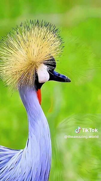 Beautiful Birds: A Colorful Gift from Nature