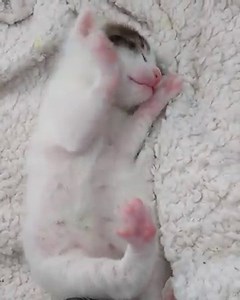 That belly! (courtesy: @purrminators) | Love Meow