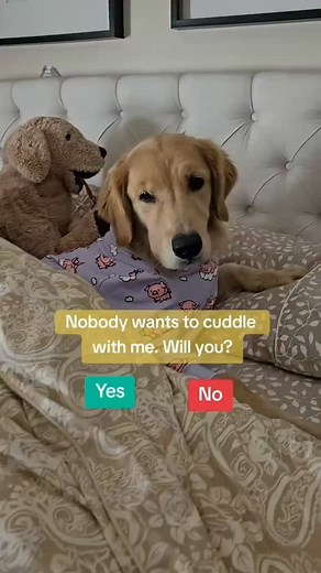 Wanna cuddle ? Love my @sparkpawsofficial PJ's? Use code Griffin15, link in bio! 🐾 ❤️ #suchagolden #goldenretriever #dogsofinstagram #dogsofinsta #griffinourgoldenretriever #dog #doggy #lovemydog #dog_feature #wetnoses #fuzzyface #goldenretrieverofinstagram_feature | Griffinourgolden