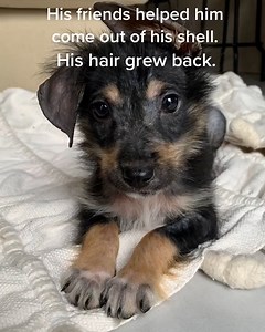 These poor pups are unrecognisable after a big dose of TLC 🐶❤️ | LADbible