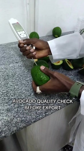 Avocado Quality Testing: Fruit Penetrometer & Shelf Life Prediction