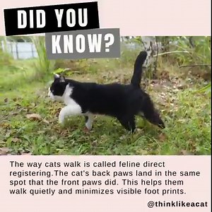 #thinklikeacat #catbehaviorassociates #pamjohnsonbennett | Pam Johnson-Bennett