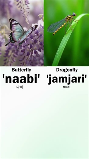 Names of insects in Korean language. #koreanlessons