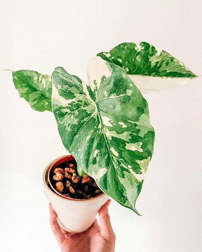 How to Care for Alocasia Odora Variegata - Garden Crafted