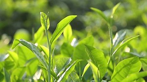 Young Green Tea Leaves On Organic Stock Footage Video (100% Royalty-free) 3391911563 | Shutterstock