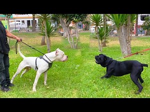 Dogo Argentino versus Cane Corso, Doberman, Rottweiler, German Shepherd 🤷‍♂️