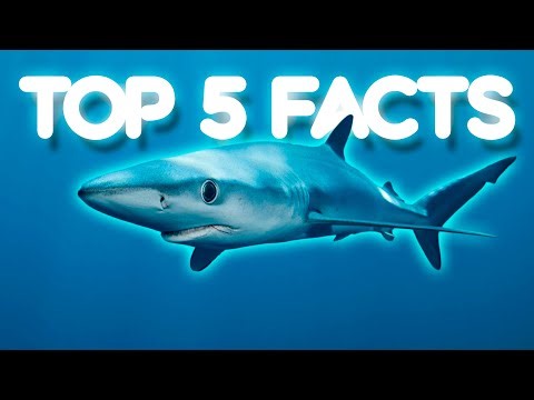 Top 5 Blue Shark Facts | Beneath The Blue