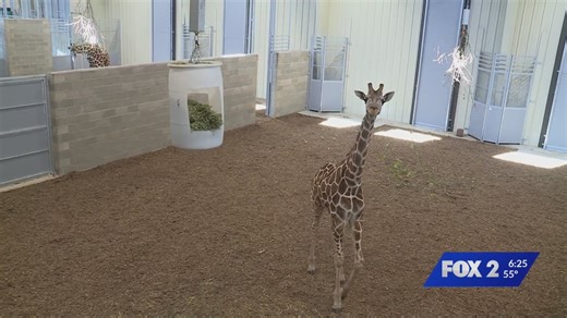 New animals arrive at STL Zoo’s North County location