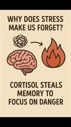 Scientist Reveals How STRESS Affects Your Memory