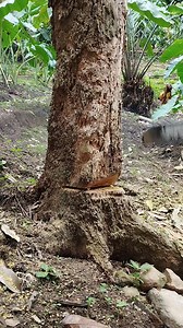 38K views · 152 reactions | Wood fossil. . #cuttingtree #chainsaw | Chainsaws Inch | Facebook
