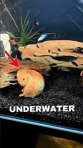 This Hamster Lives UNDERWATER🫨🐹