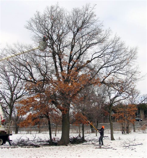 Prune oaks now to avoid risk of oak wilt infection