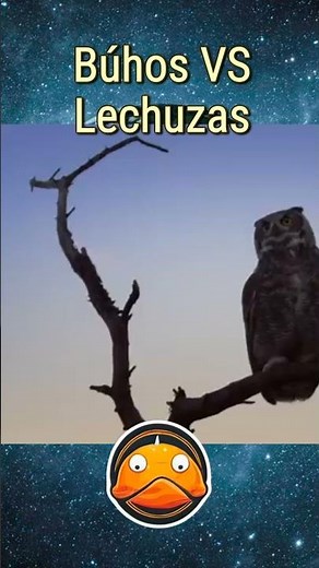 ¿Búhos o Lechuzas?