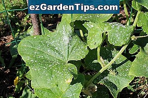 Taches noires sur les feuilles d'azalée 🌱 Conseils Jardiniers - Fr.ezGardenTips.com