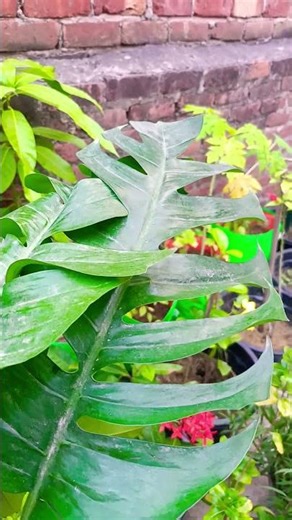 monestra plant propogation