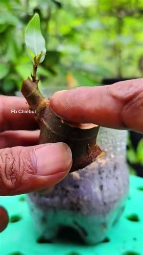 How to Propagate Ficus racemosa from Cuttings (Step-by-Step)