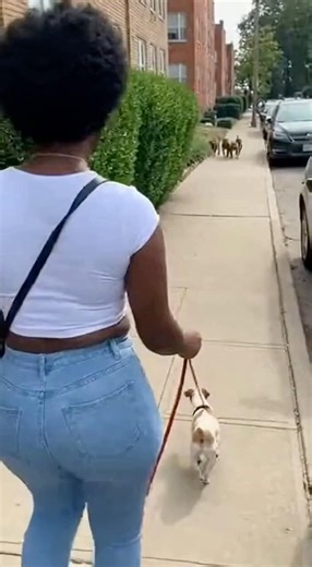 4 Pit Bulls Rush In — Then a Stray Cat Explodes Into the Fight 😳🐱