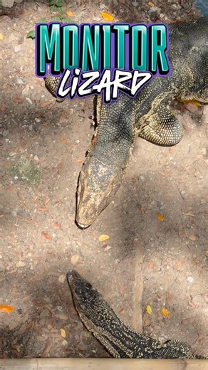 Water Monitor Lizard , Bangkok , Thailand