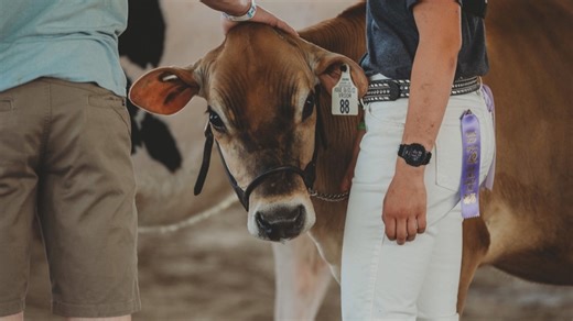 Iowa implementing new rules for dairy exhibitors amid rise in bird flu cases